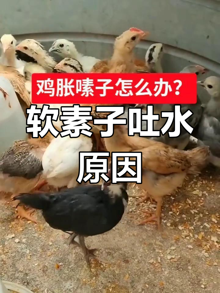 鸡嗉囊胀气肿大,警惕霉菌感染