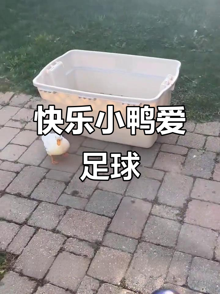 小鸭踢球萌态十足,弟弟亲手孵化的小可爱