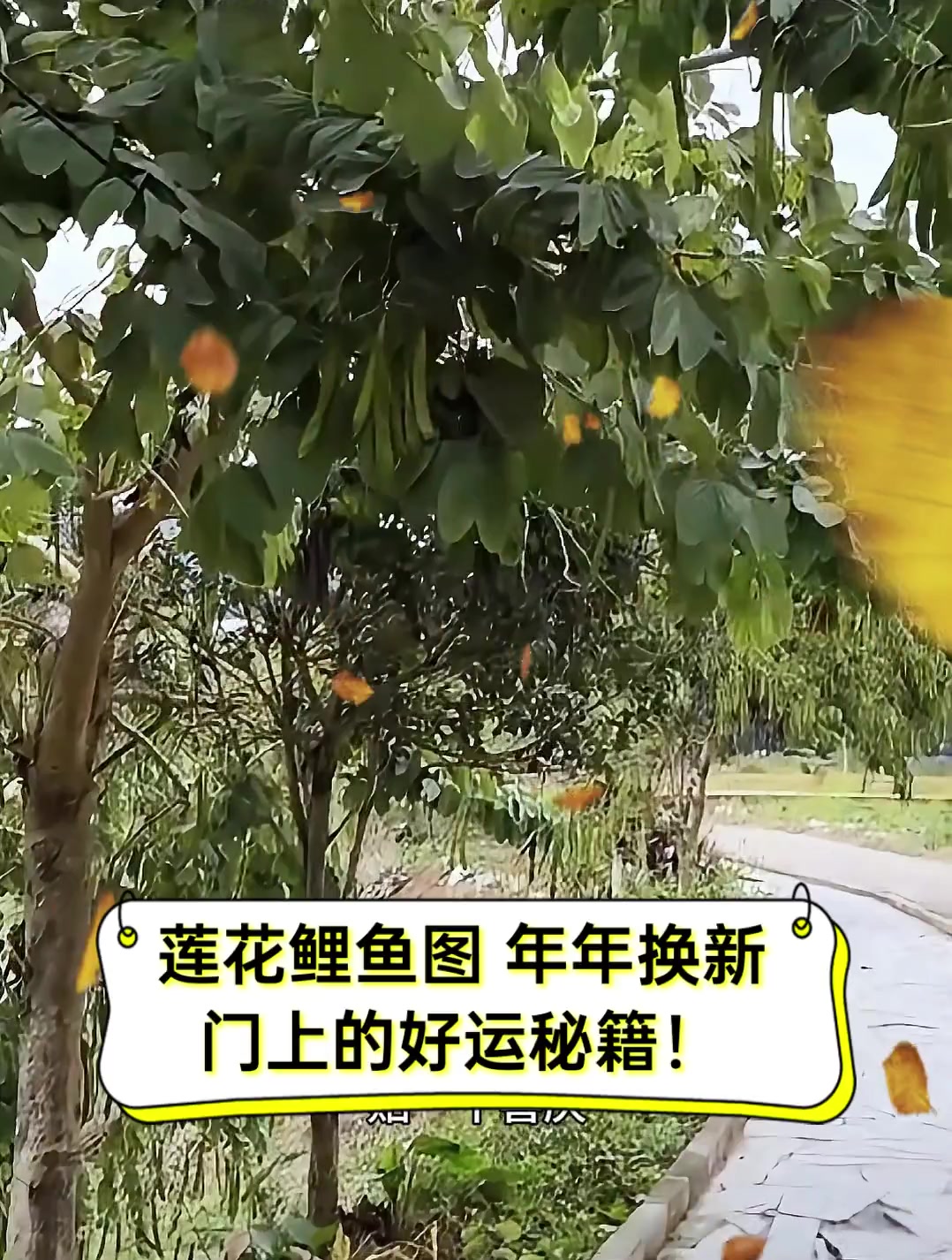 莲花鲤鱼图,年年换新,门上的好运秘籍!