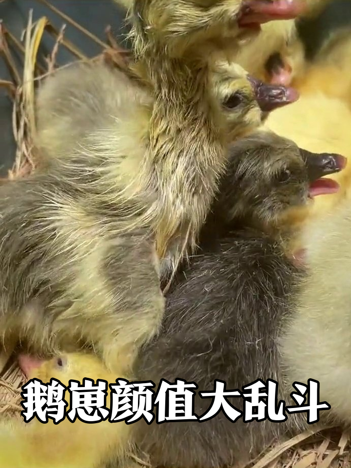 黄灰白鹅崽挤堆堆!被撸到伸长脖子也不反抗