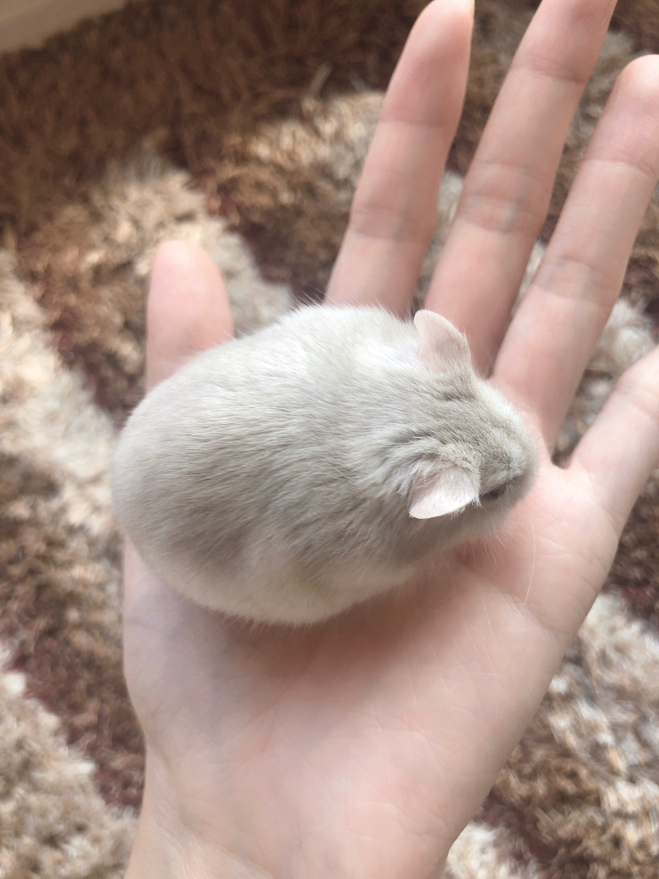 同为三线仓鼠,奶茶为什么比别的仓鼠贵?