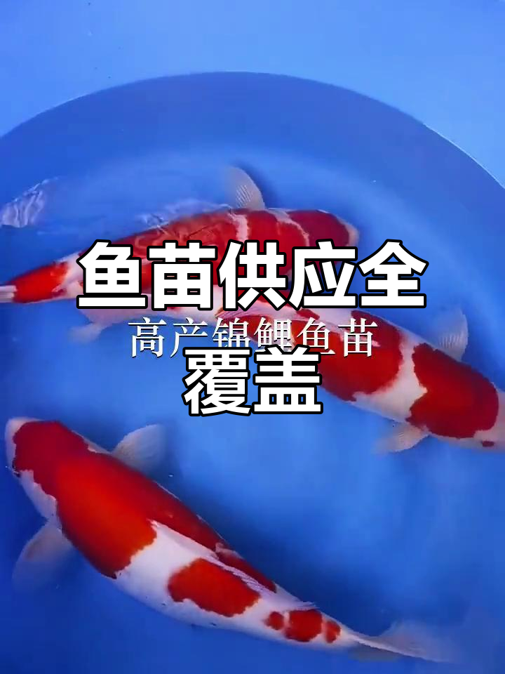 深圳、佛山及惠州鱼苗场，放生鱼类供应充足