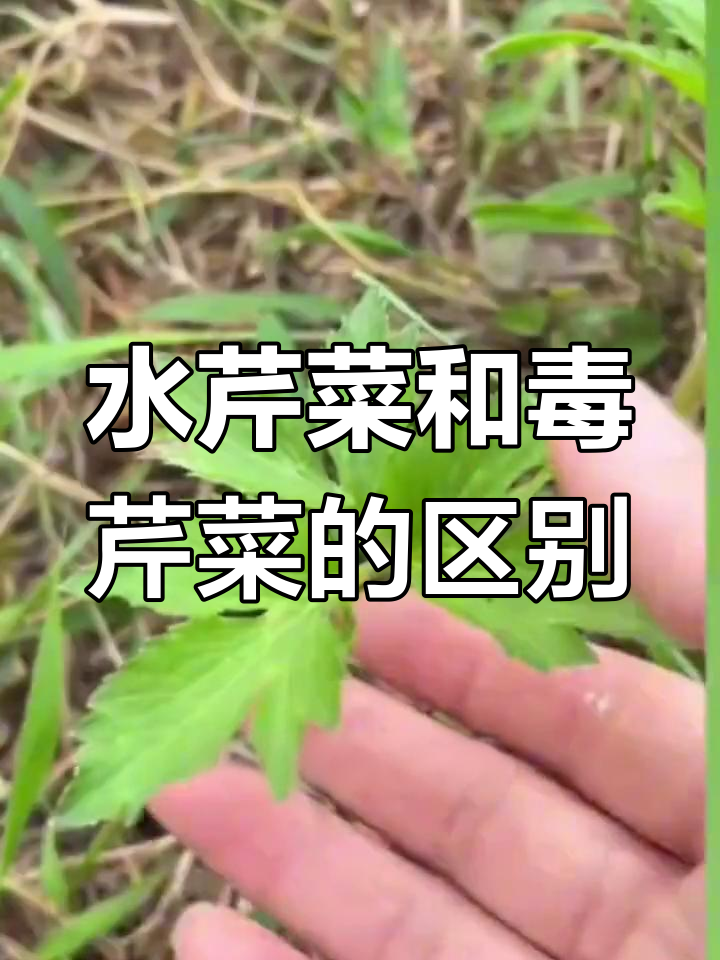 水芹菜与毒芹菜的辨别方法