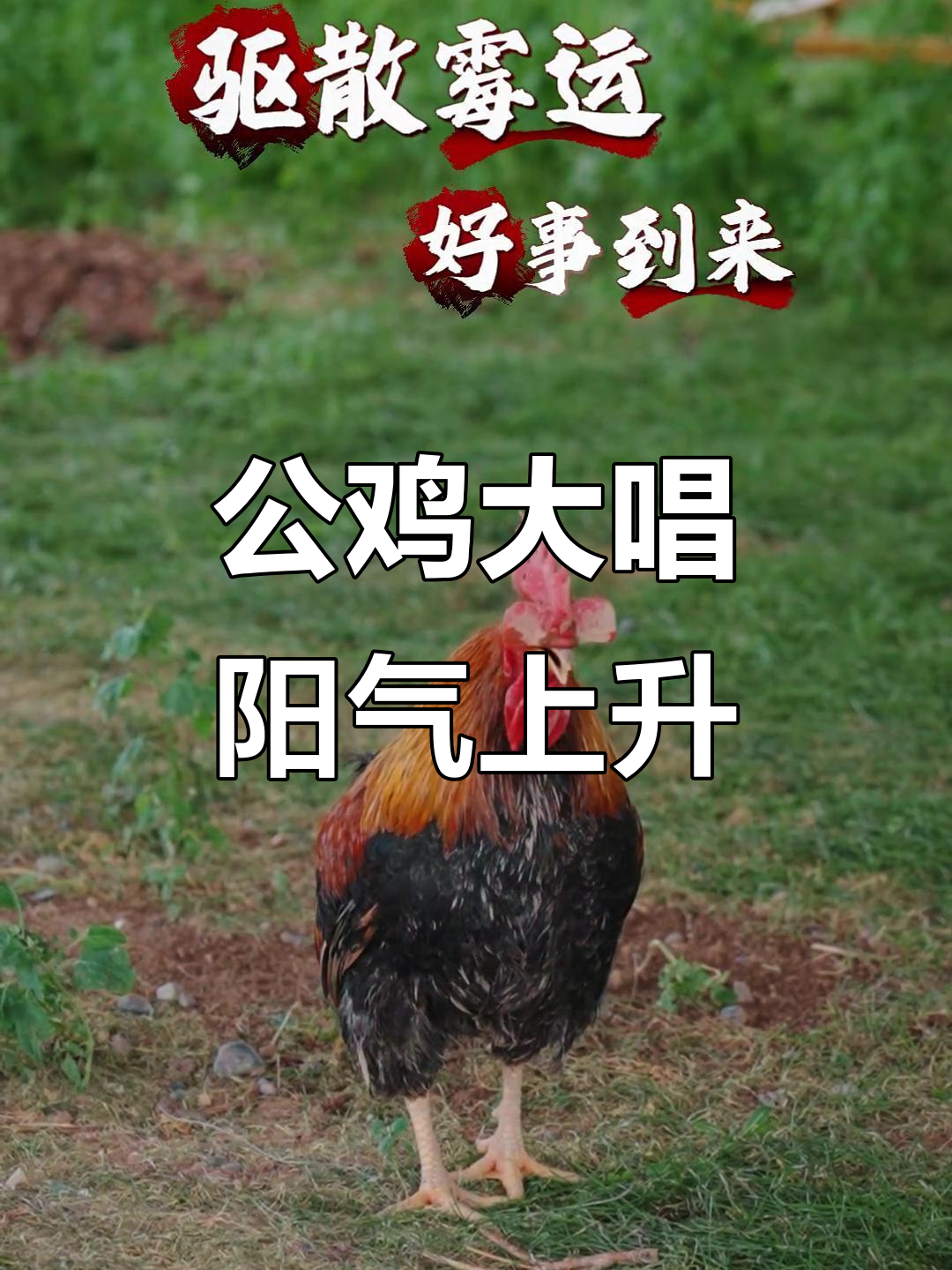 公鸡打鸣,阳气满满的一天