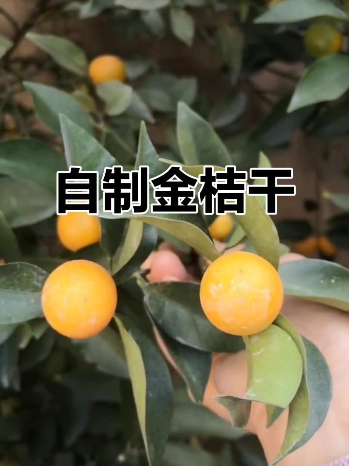 金桔干制作全攻略,简单又美味,保存更方便