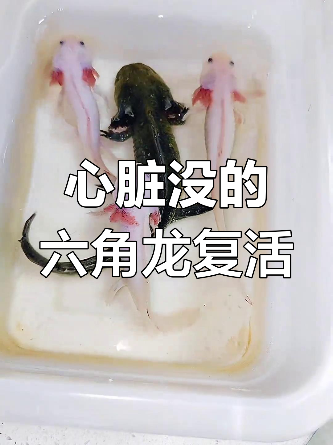 六角恐龙鱼“死而复生”,脑袋没了也能活?
