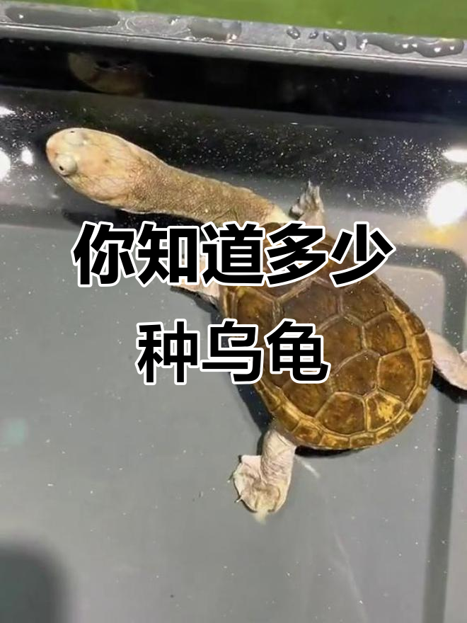 30种神奇龟类大揭秘,你认识几种?