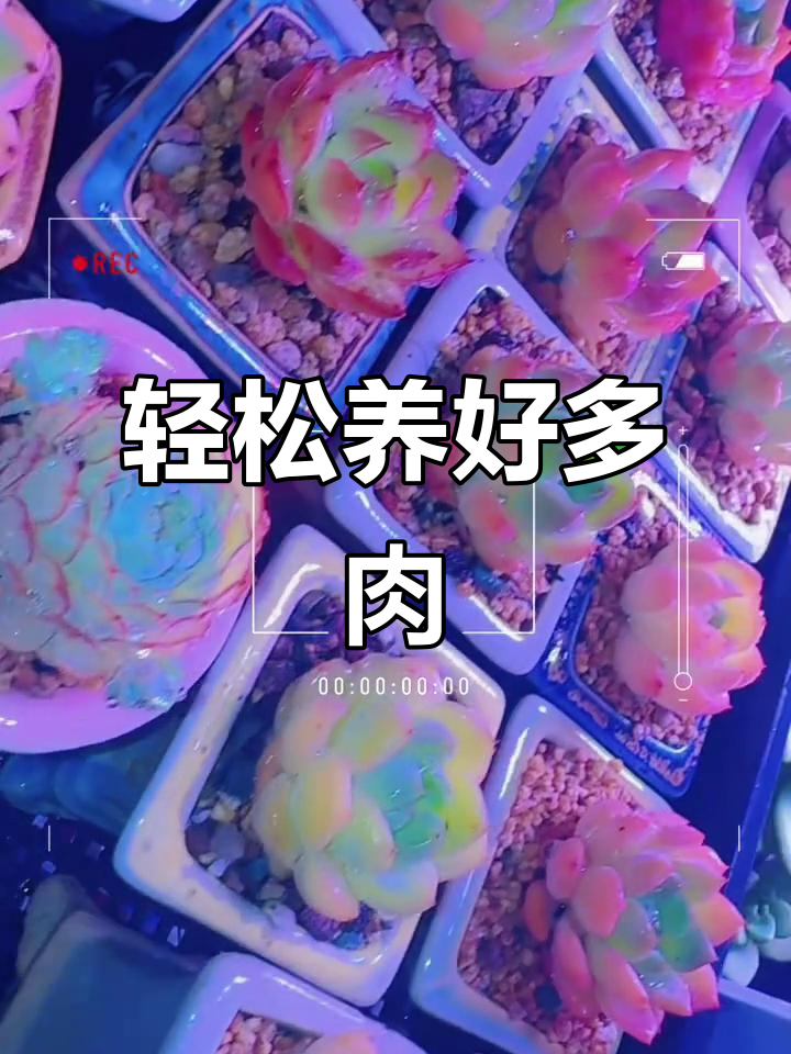 多肉植物养护技巧大公开，卡通花盆让生活更有趣