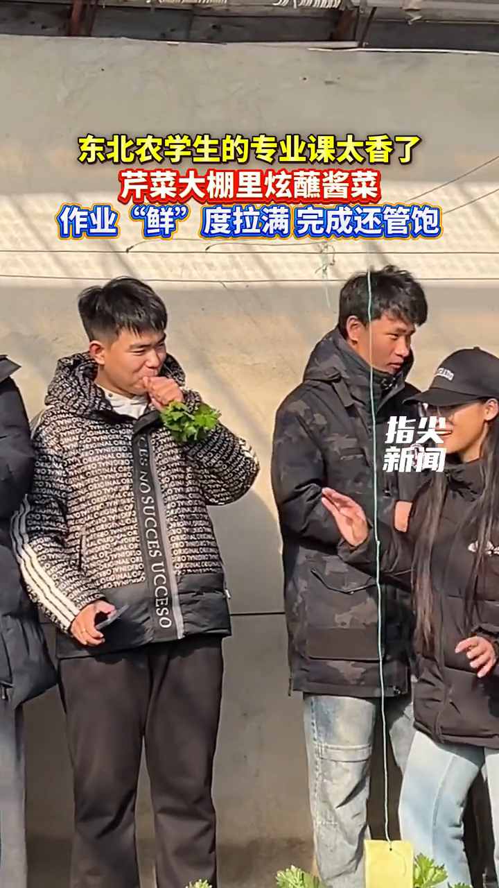 东北农学生的专业课太香了 芹菜大棚里炫蘸酱菜