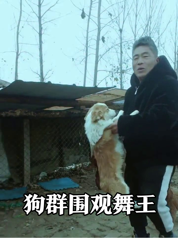 大叔跳广场舞引狗群围观,柯基被举高高吓出表情包