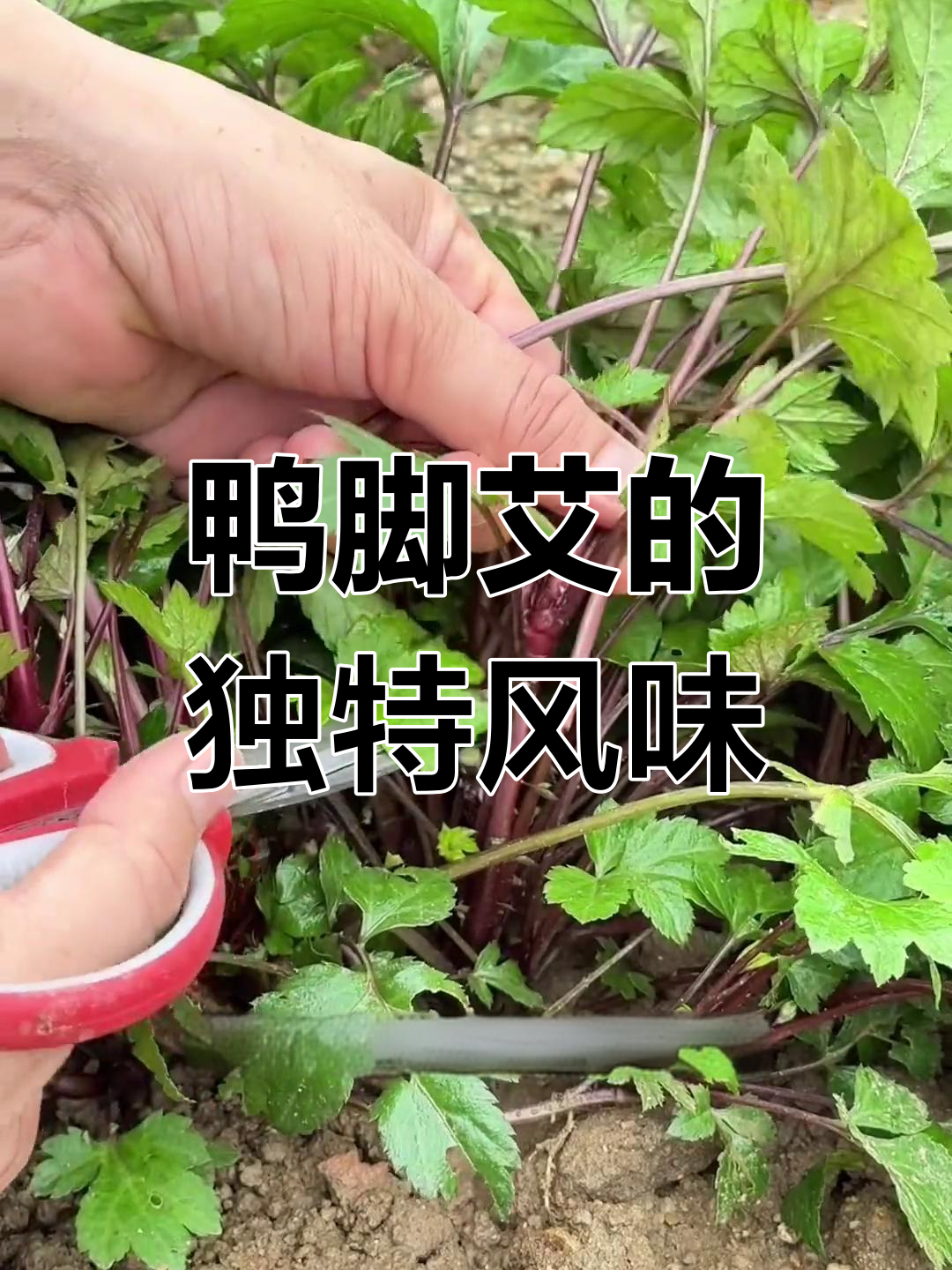 白苞蒿:菊科草本植物,民间美味