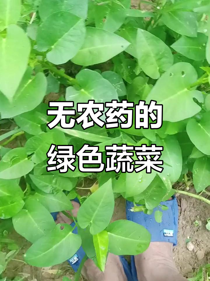 四川野生藤藤菜，纯天然无公害，吃了让人笑开怀