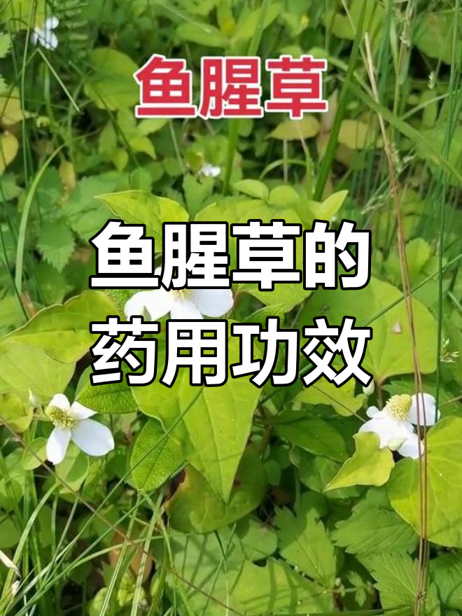 鱼腥草的独特口感与药用价值