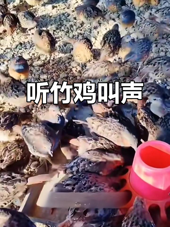 竹鸡鸣叫与美丽羽毛,撒稻谷吸引观赏