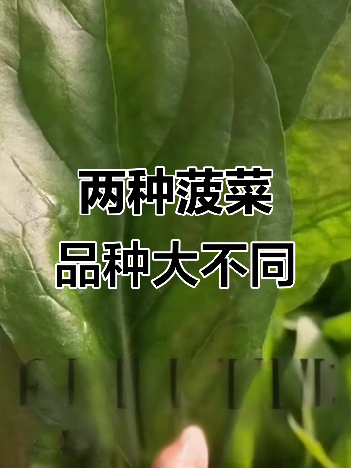 红根菠菜与白根的区别,哪种更适合你?