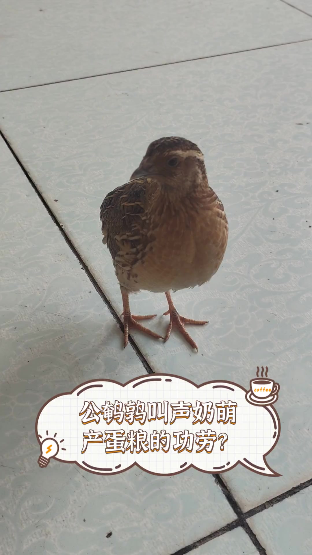 公鹌鹑叫声奶萌,产蛋粮的功劳?