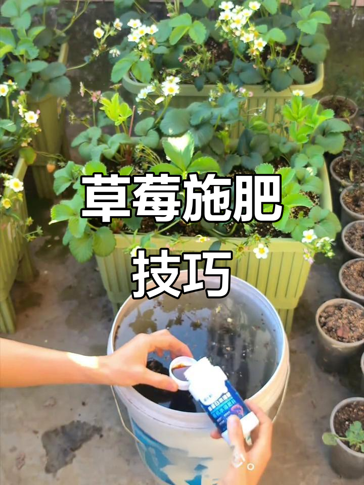 草莓种植秘诀:鱼蛋白肥让果实更甜,抗病力更强