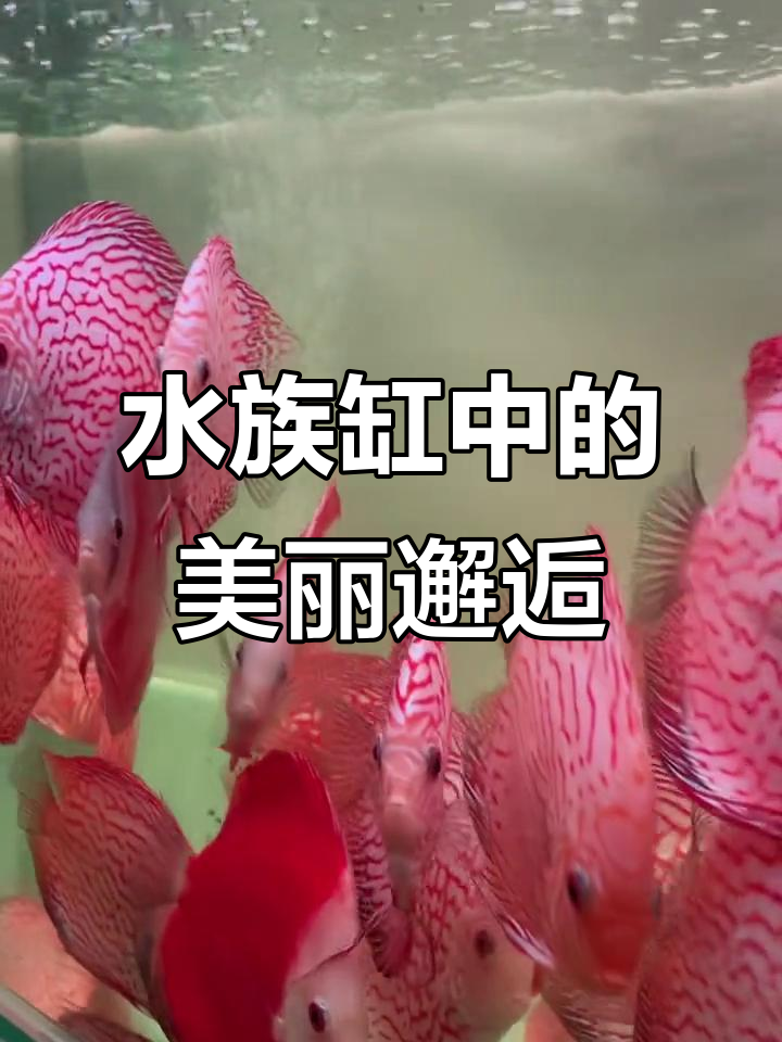 七彩神仙鱼大集合,绝世美颜尽显水族魅力