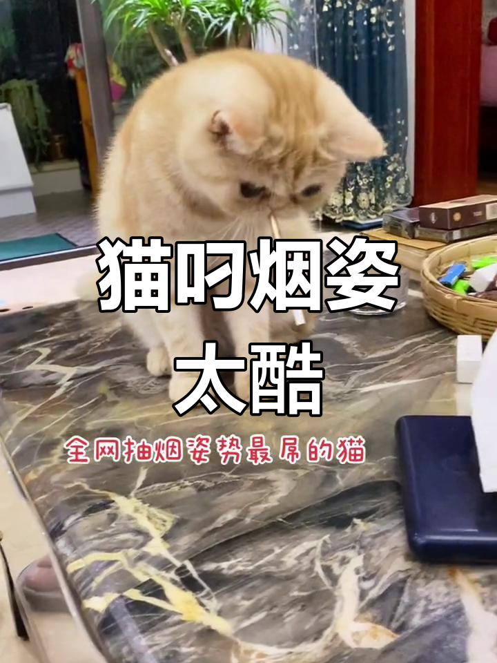 猫咪模仿人类抽烟,姿势超霸气