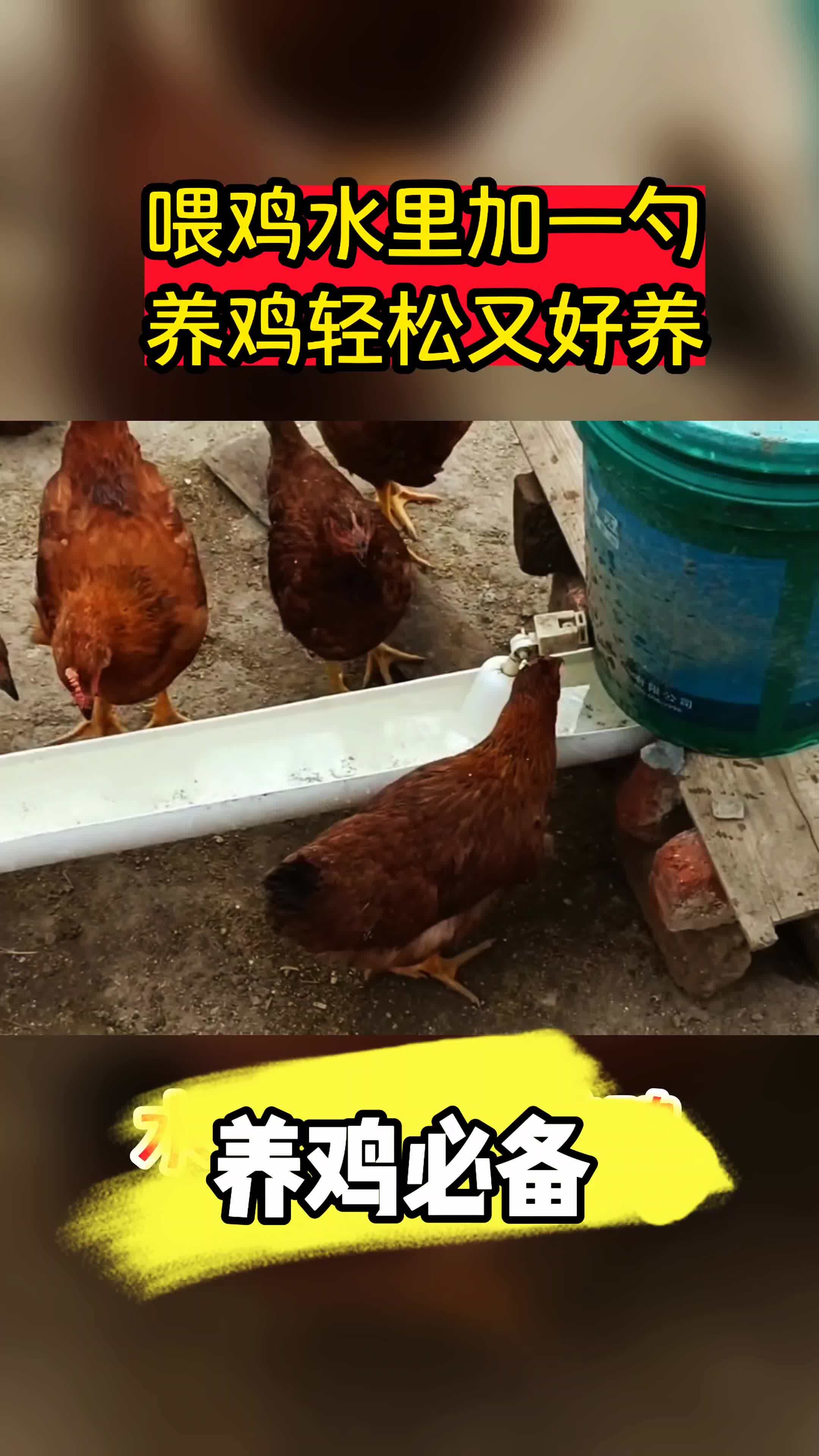 生态散养土鸡 蛋鸡养殖 散养土鸡 养鸡指导 养鸡