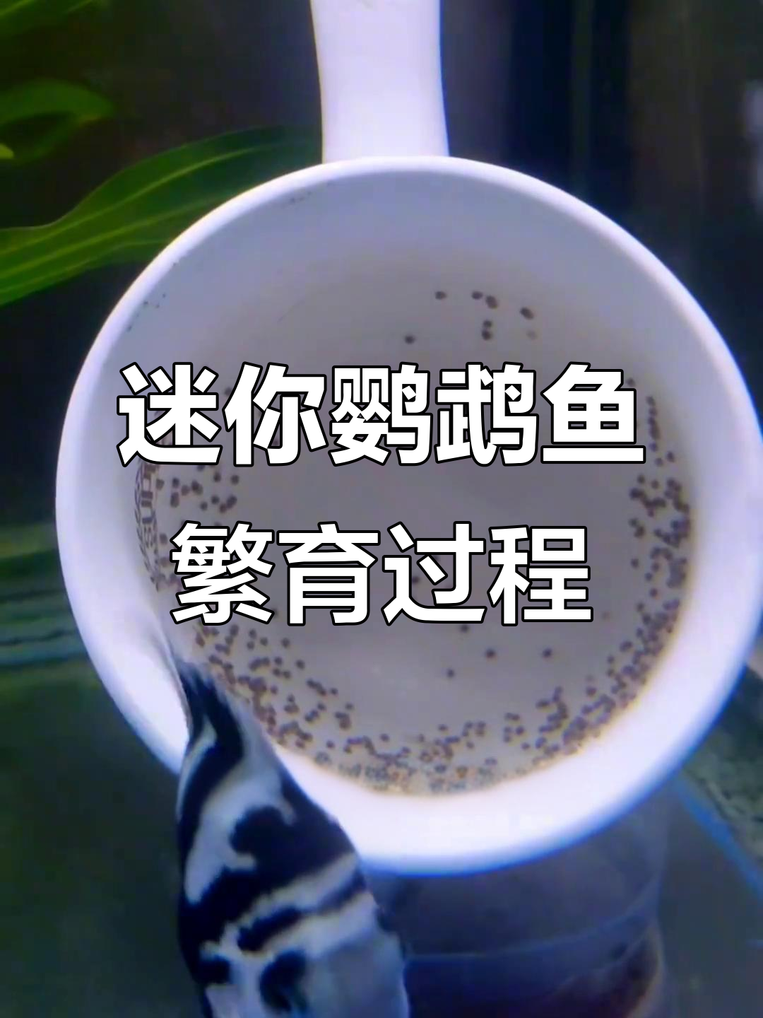 迷你鹦鹉鱼繁殖全纪录:从排卵到小尾巴动起来