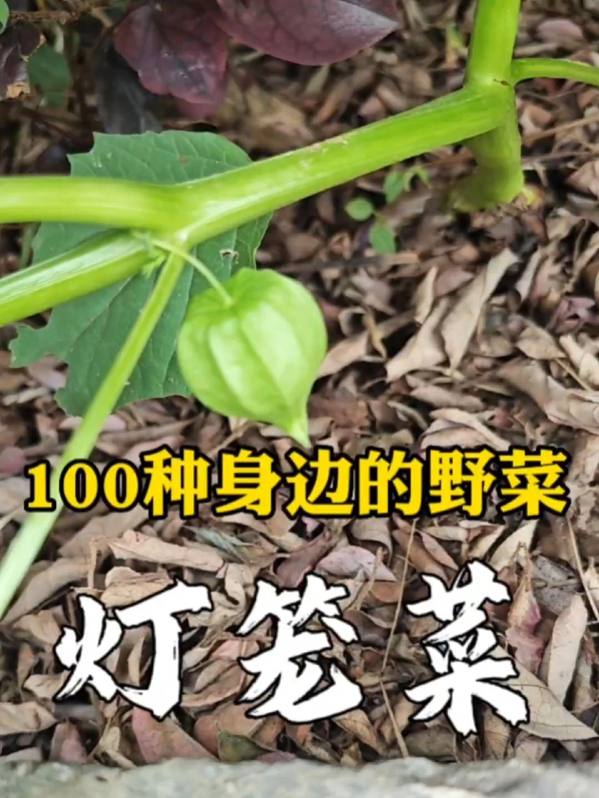 100种身边的野菜-灯笼草