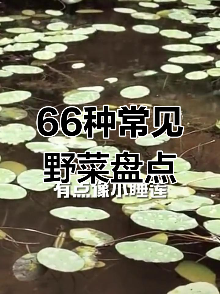 农村66种常见野菜大揭秘,看看你吃过几种?