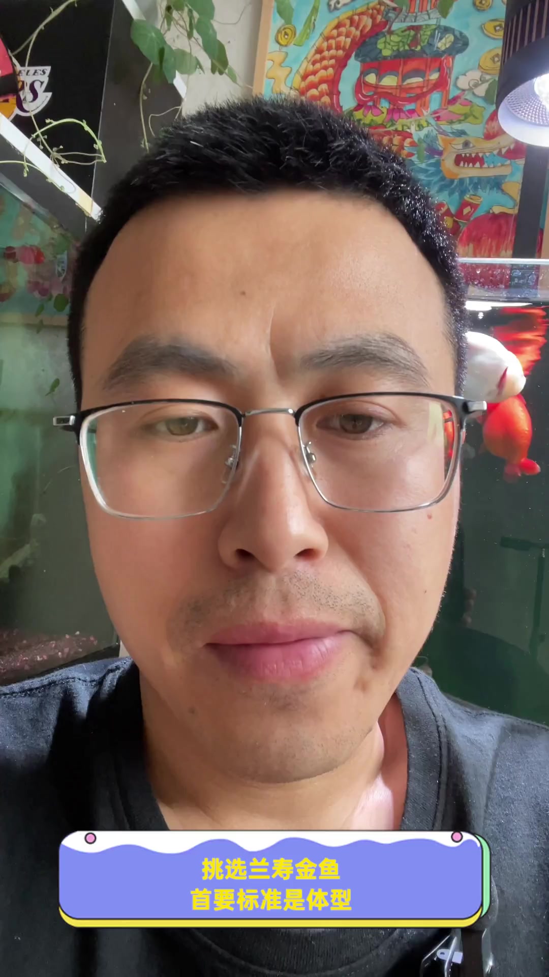 挑选兰寿金鱼,首要标准是体型