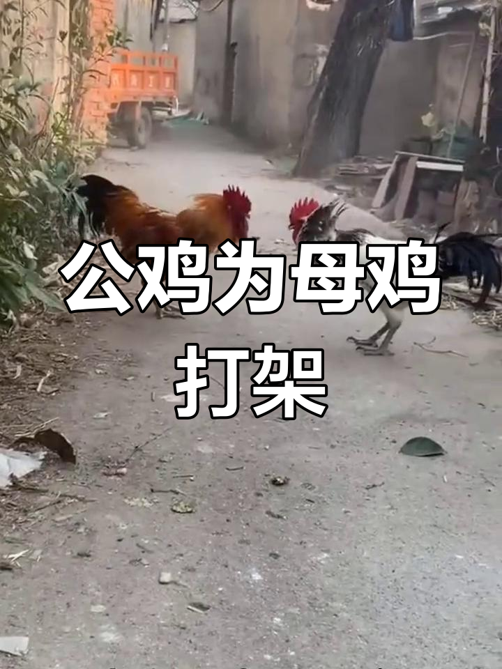 白公鸡与红公鸡的争斗