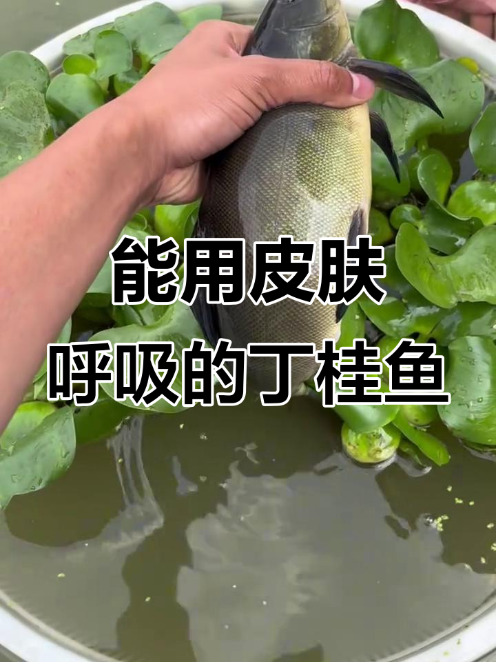 丁桂鱼：能通过皮肤呼吸的杂食性鱼类，适合各种养殖环境
