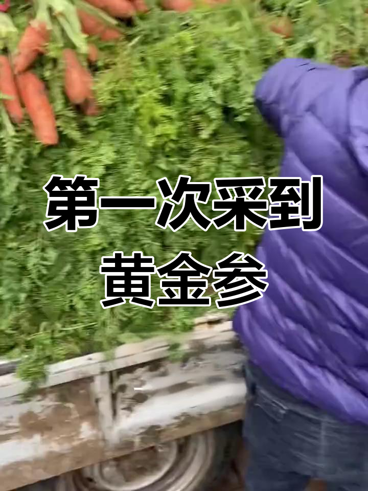 在新特兰巨魔寨子首次发现黄金参,竟然被大鱼吓跑!