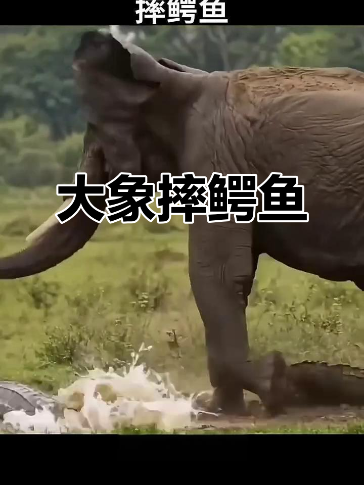 大象怒甩鼻子,猛烈击打地面教训鳄鱼