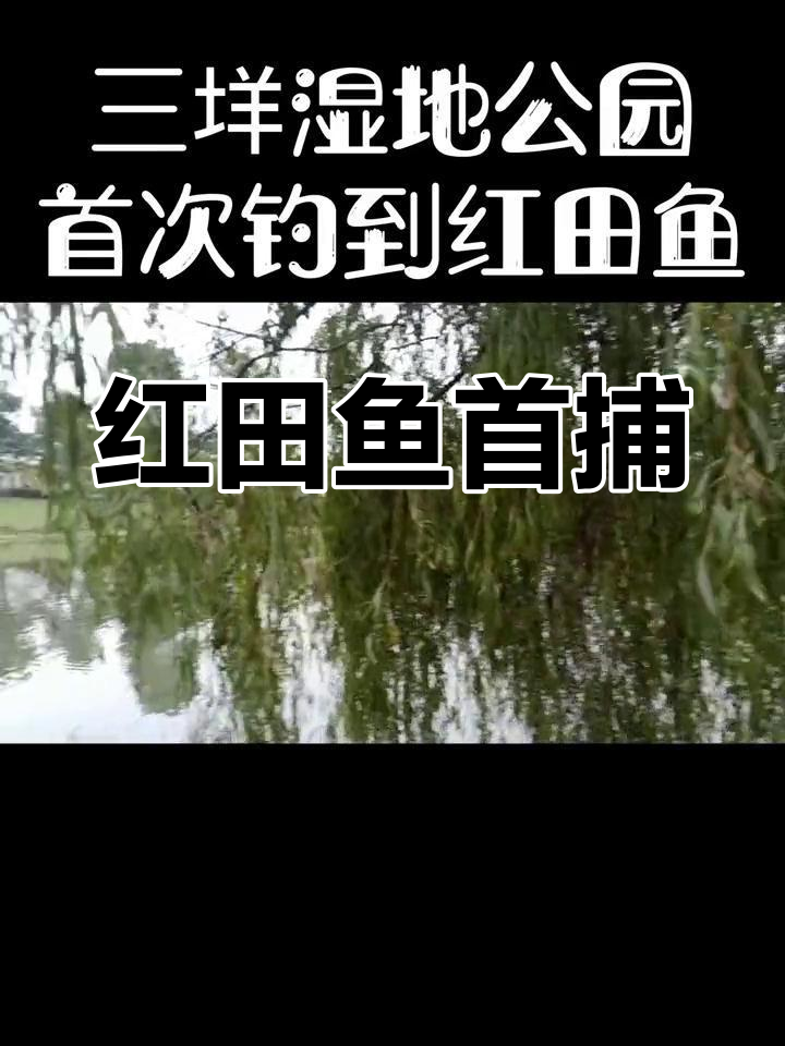 首次钓到红田鱼,误以为是鲤鱼的惊喜之旅