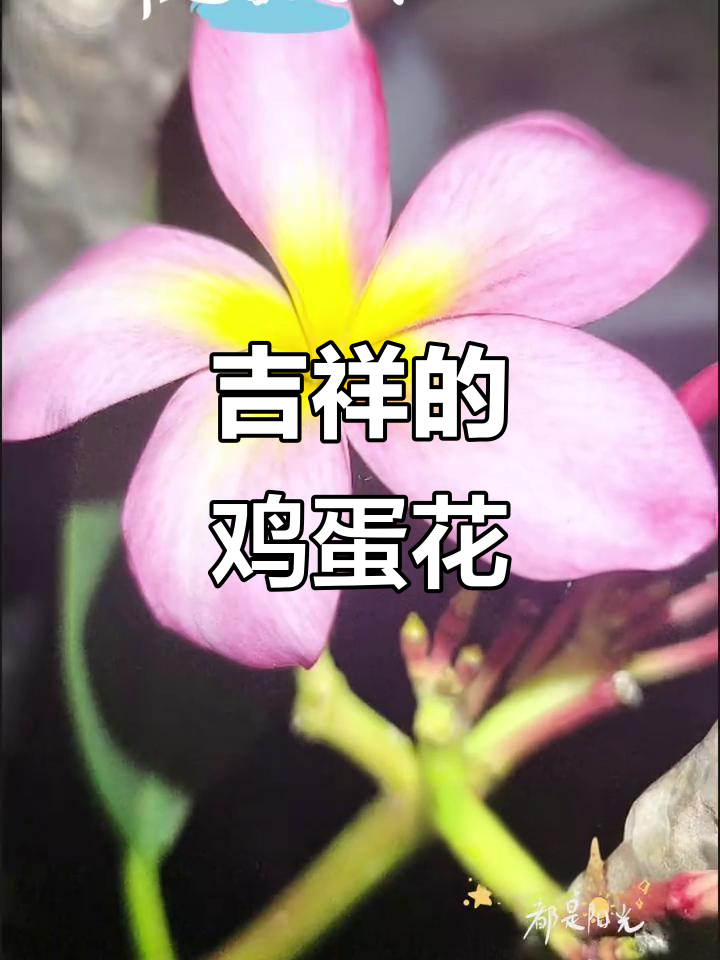 鸡蛋花象征吉祥,佛教圣地常见,寓意新生与平安