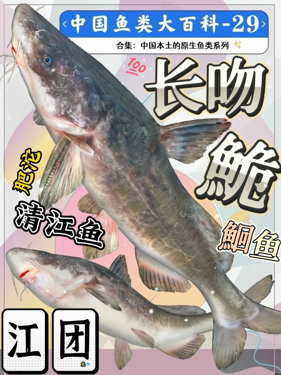 长吻鮠~美味的江团清江鱼鮰鱼