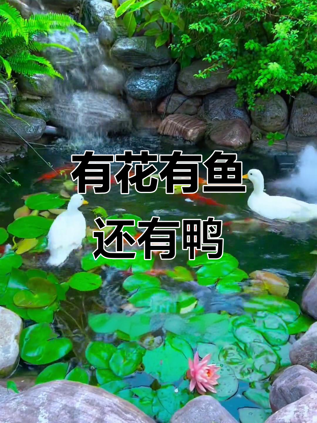 院子里的新成员,柯尔鸭与大白配对成功!