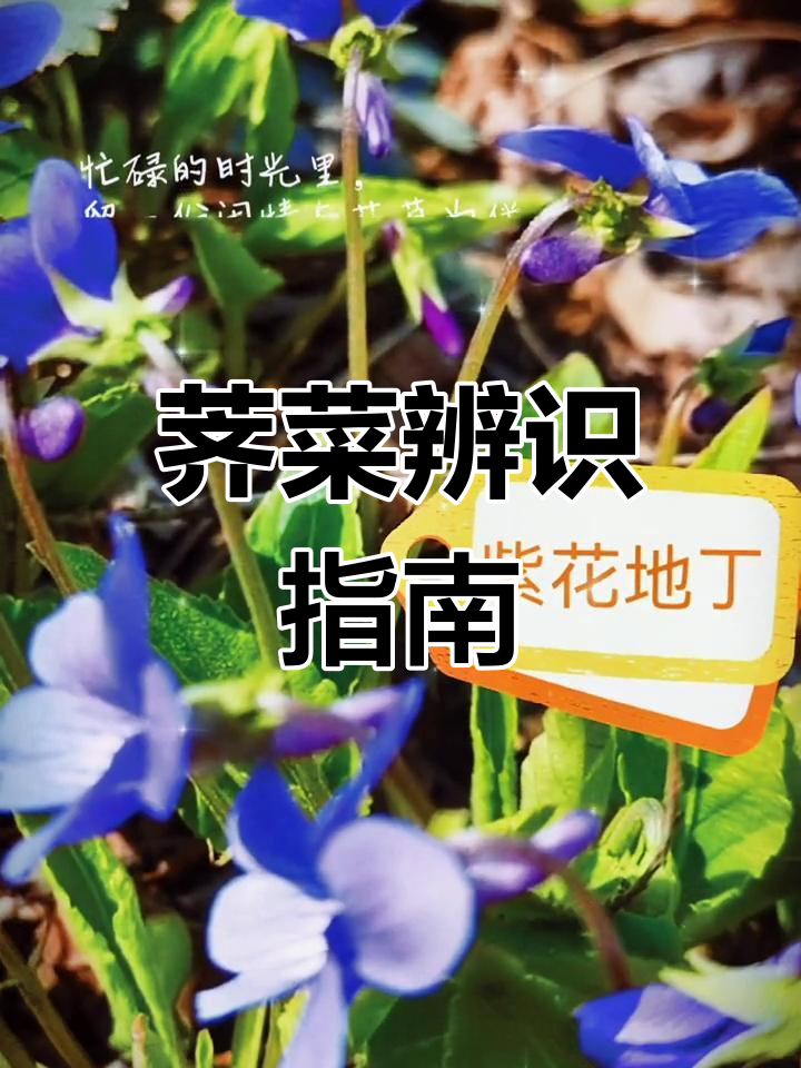 终于认清荠菜与泥胡菜的差别,叶片花蕊各有特色