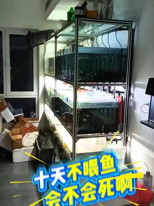 「孔雀鱼」十天不喂鱼,会不会死啊?