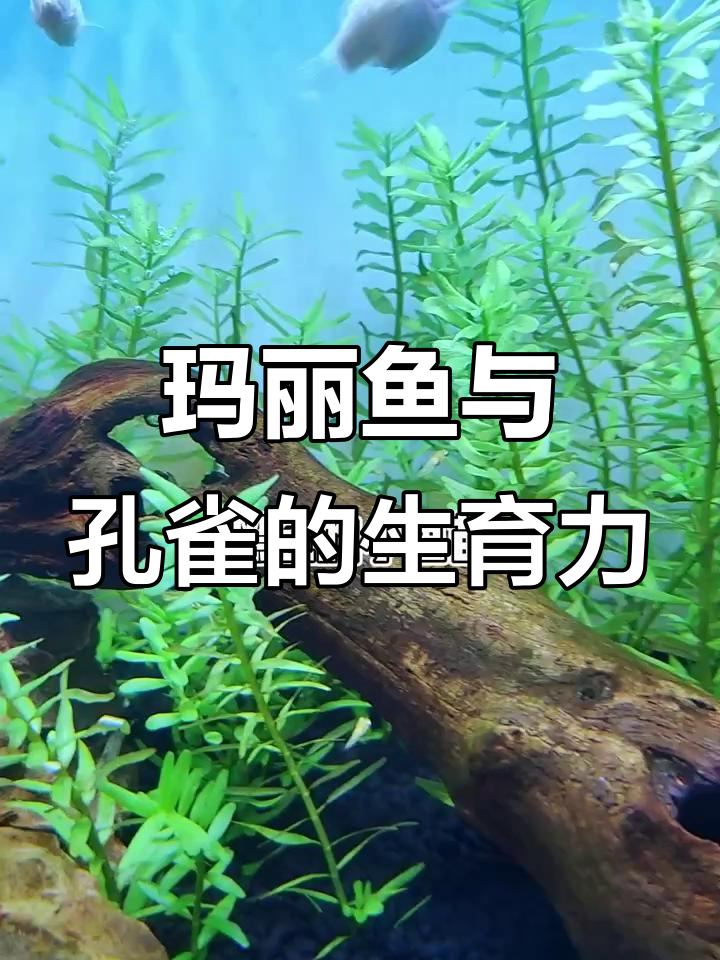 玛丽鱼和孔雀谁更能生？小鱼苗的颜色变化真有趣