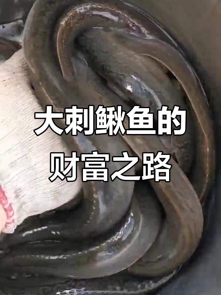 养殖大刺鳅鱼,轻松致富!