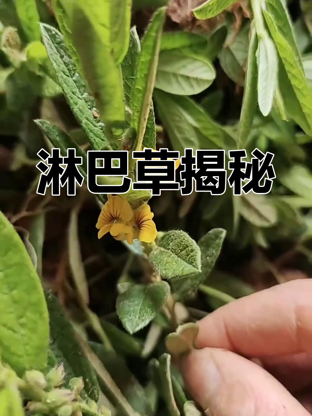 认识一下淋巴草,它有什么神奇之处?