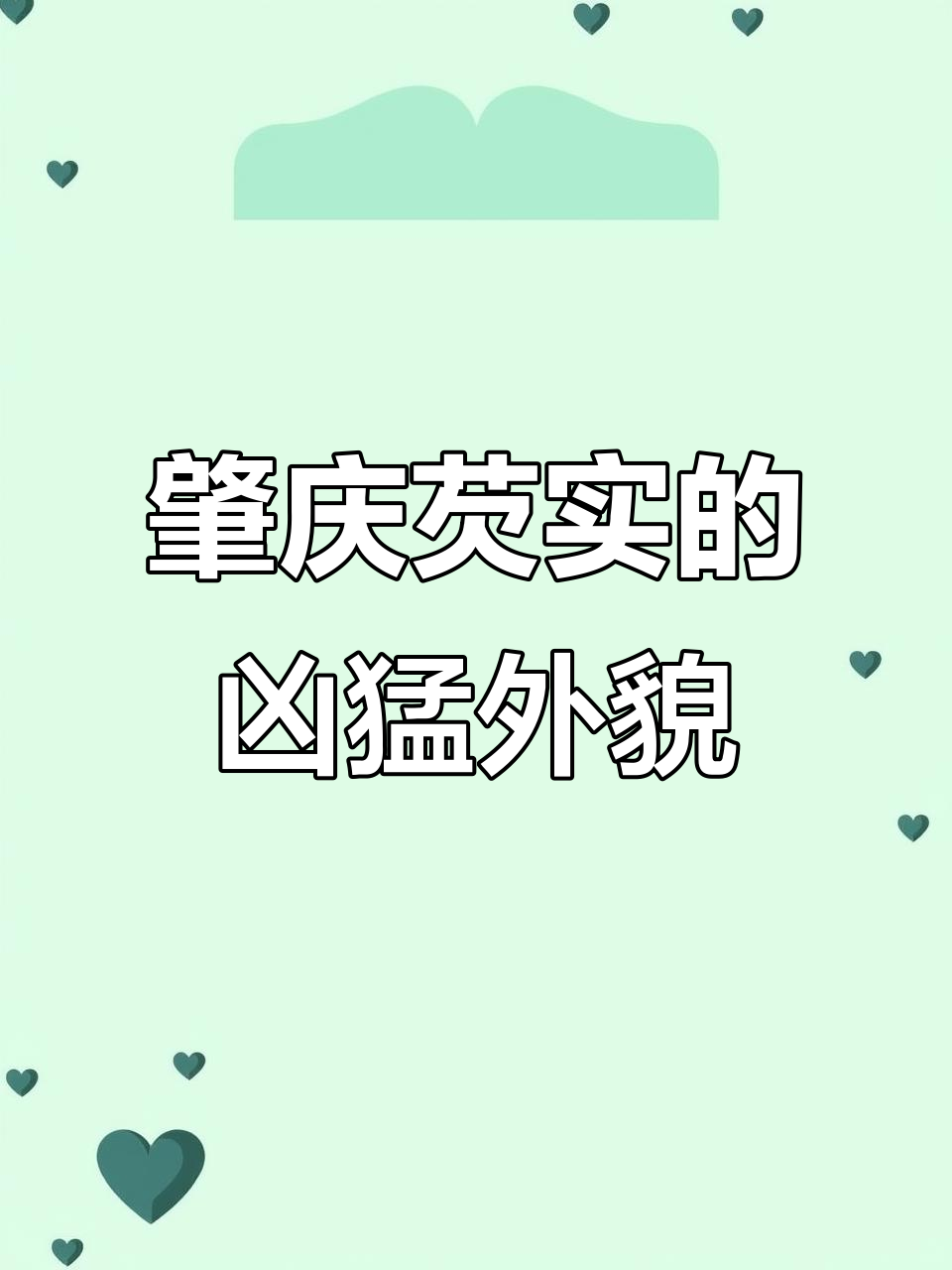 肇庆芡实:叶刺如针,花骨朵硬得让人怕