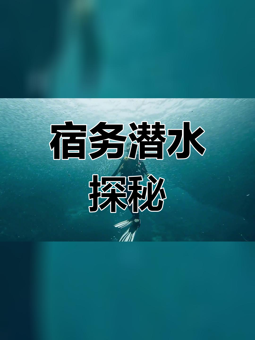 热爱生活,宿务墨宝的沙丁鱼风暴