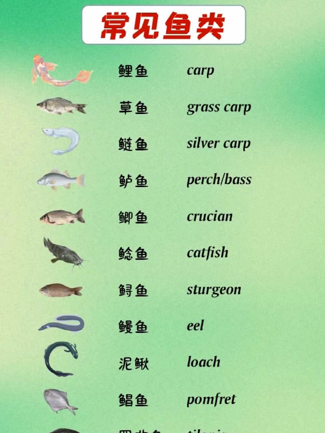 词汇积累:《常见鱼类》的英语表达