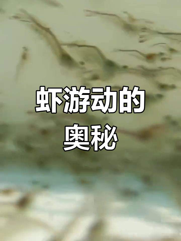 虾的游动秘密,视频揭晓!
