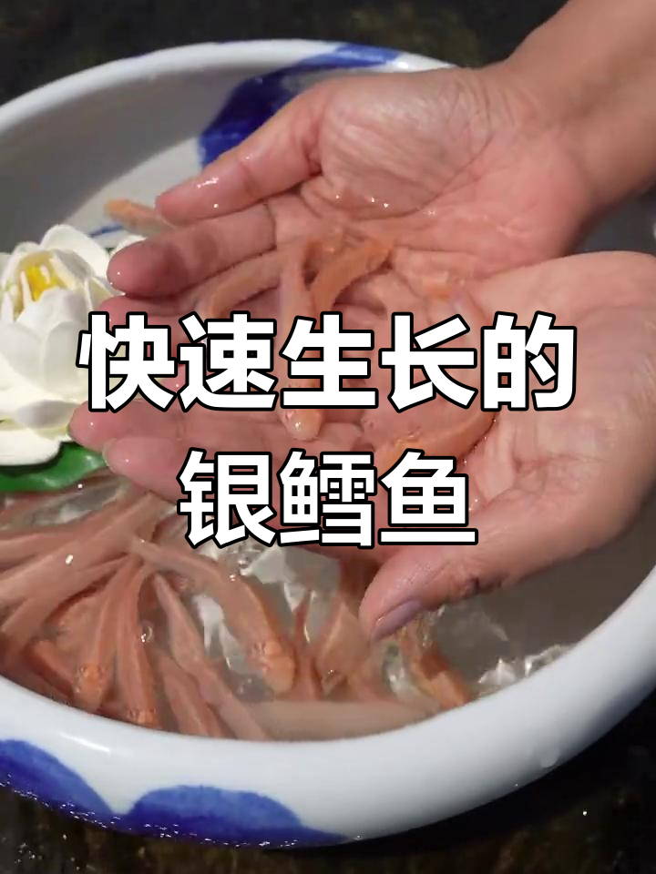 红眼银鳕鱼,生长迅速,耐高温低氧,最大可达30斤