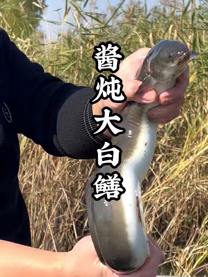 纯野生大白鳝鱼做微山湖酱炖白鳝鱼,这一顿的含金量毒了!
