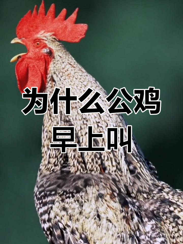公鸡早晨打鸣的秘密
