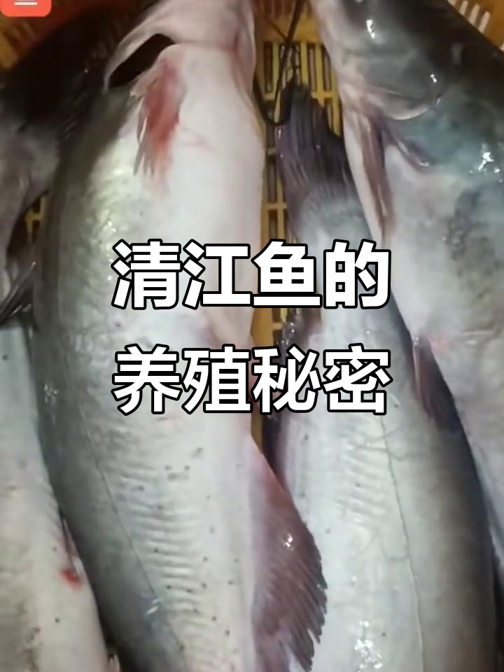 清江鱼养殖揭秘:水质要求严格,人工饲养与野生差异大
