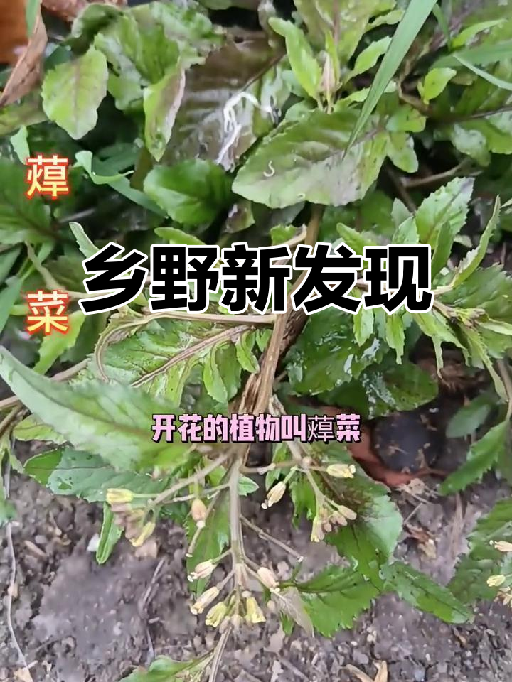 终于在野外见到蔊菜，家乡草木又添新发现